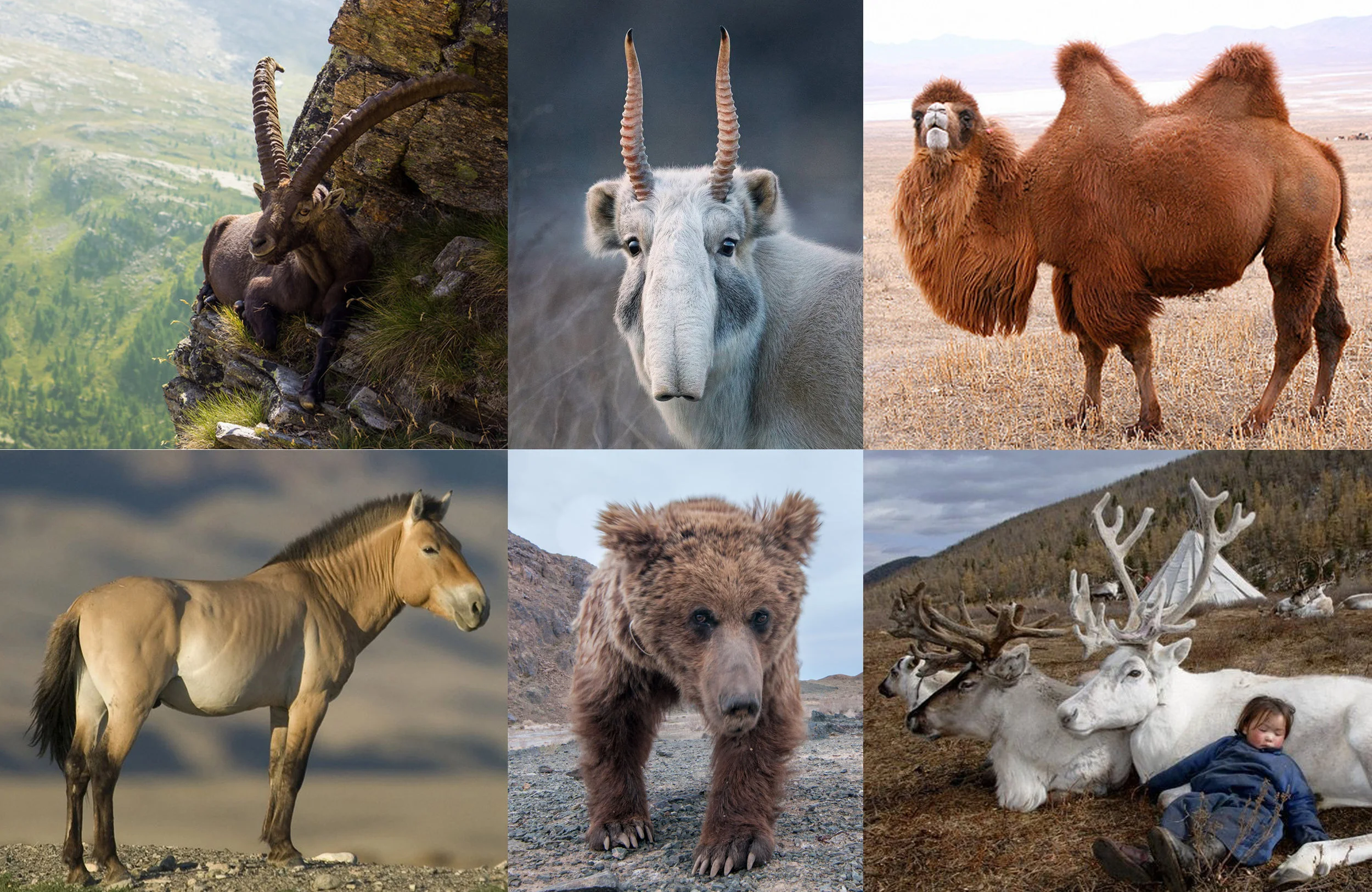 Mongolian Animals.jpg
