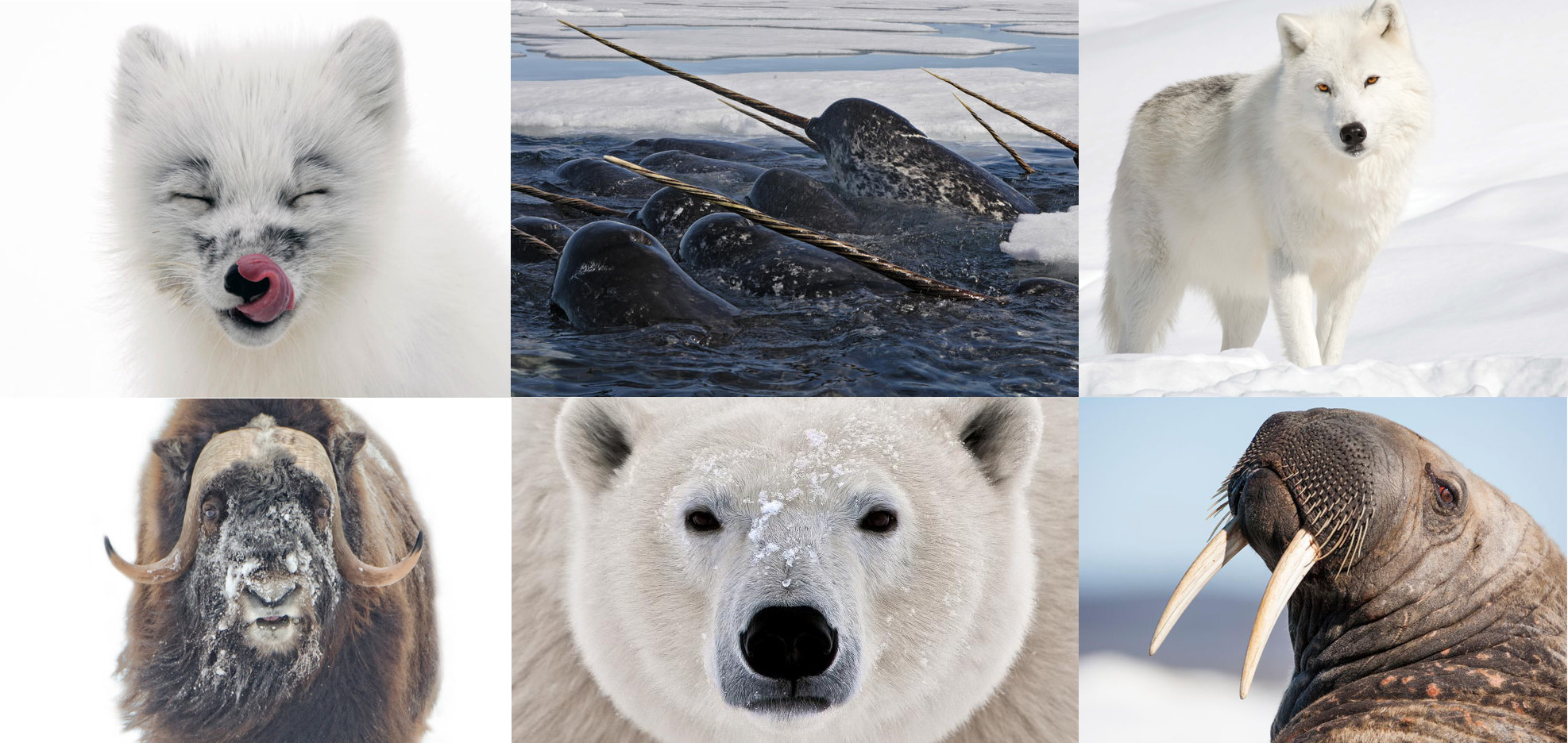 arctic animals.jpg