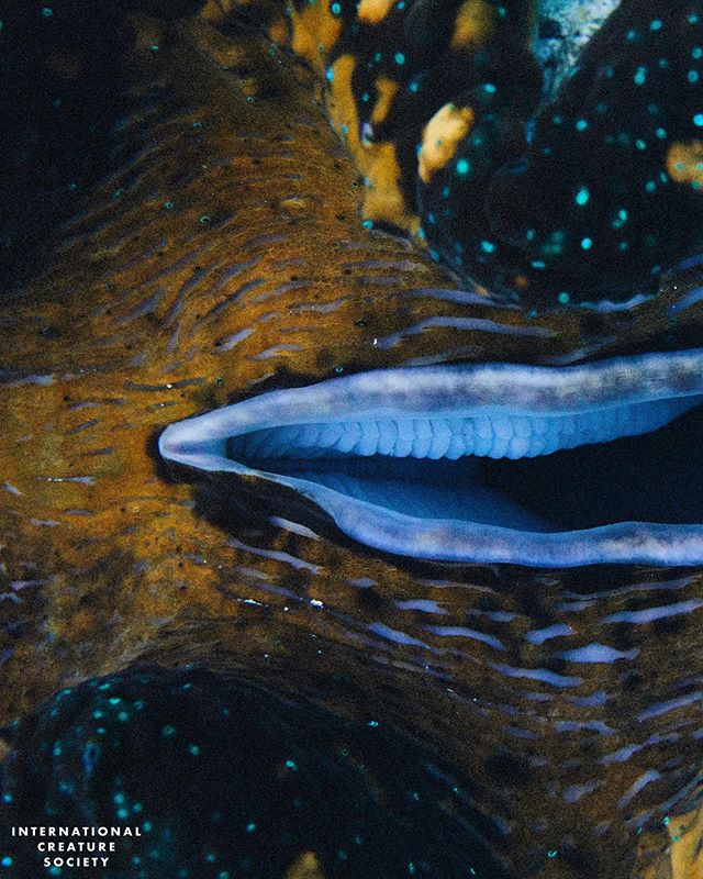 The mouth of a giant clam 😃 that&rsquo;s right, giant clams exist and you saw it here first ☝🏼😂 Clams are filter feeders though, so what looks like a toothy smile is actually his/her gills which he/she uses to feed on algae . .
.
.
.
.
.
#giantcla