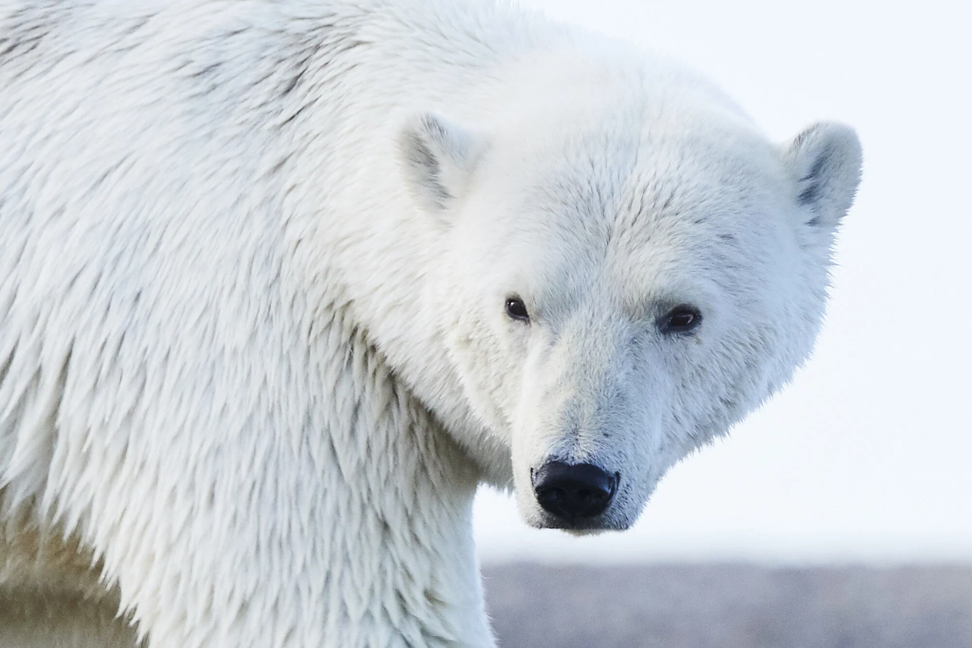 Alaska_Sept_2019_Polar Bears_416.jpg