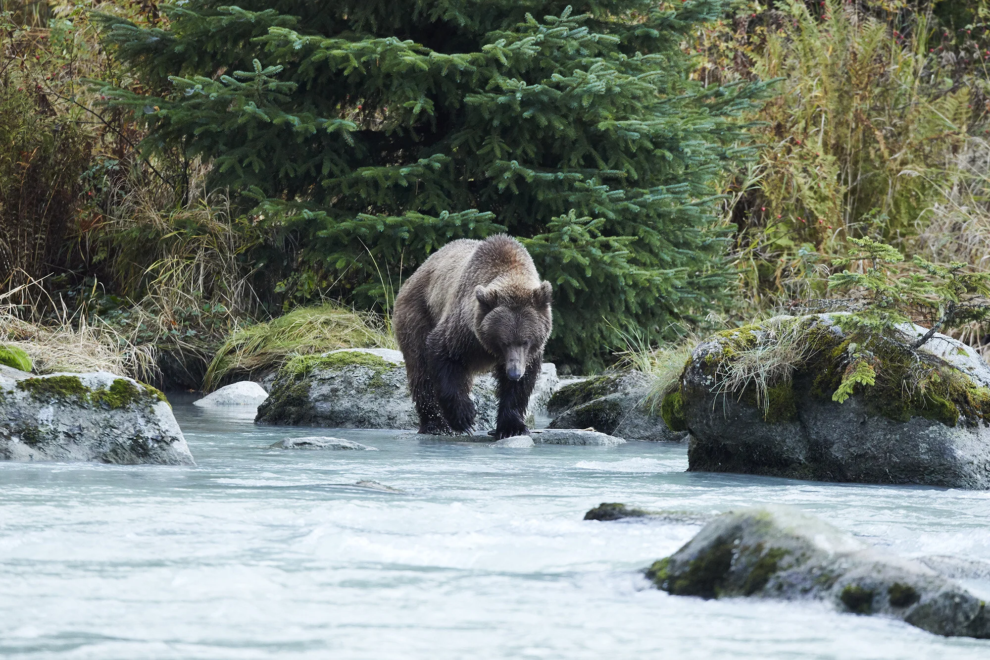 Alaska_Sept_2019_Haines_120small.jpg