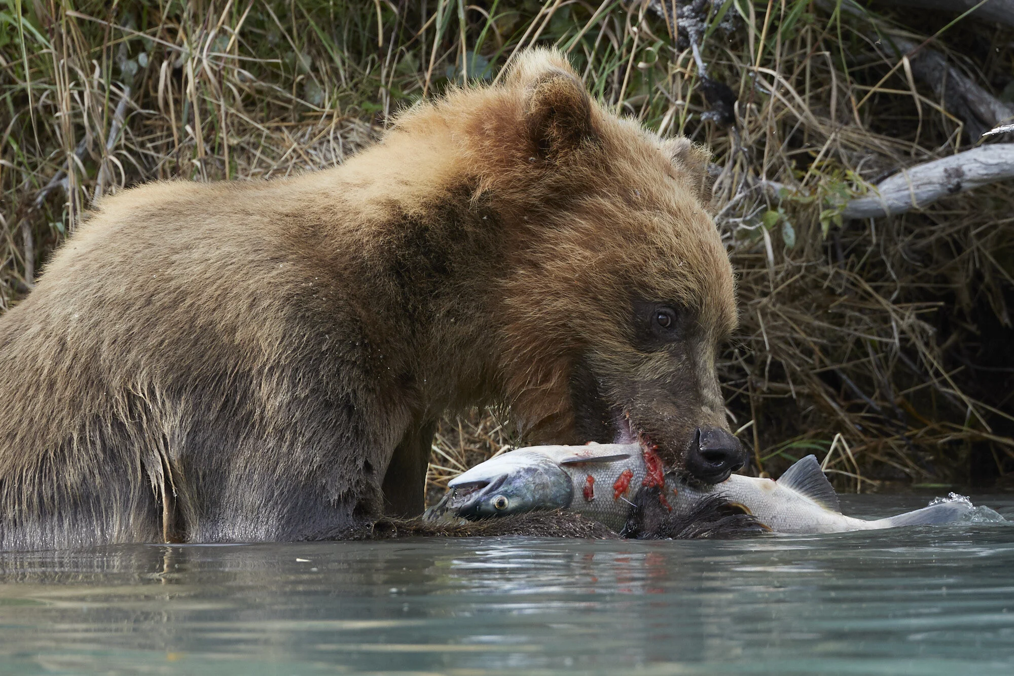 Alaska_Aug_2019_1390.jpg