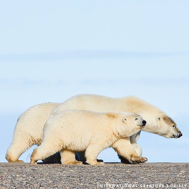 Little fella is SO stoked to be walking with mom! 😊
Just back from Alaska- excited to share so many new creatures and stories with you guys!