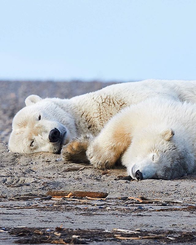 Sweet dreams 😌☁️☁️☁️ I was able to see these polar bears on the Alaskan shores of the Arctic Sea while they wait for the sea ice to freeze so they can go out to hunt seals. The bears were in a energy conservation mode where they sleep a lot. Looks l