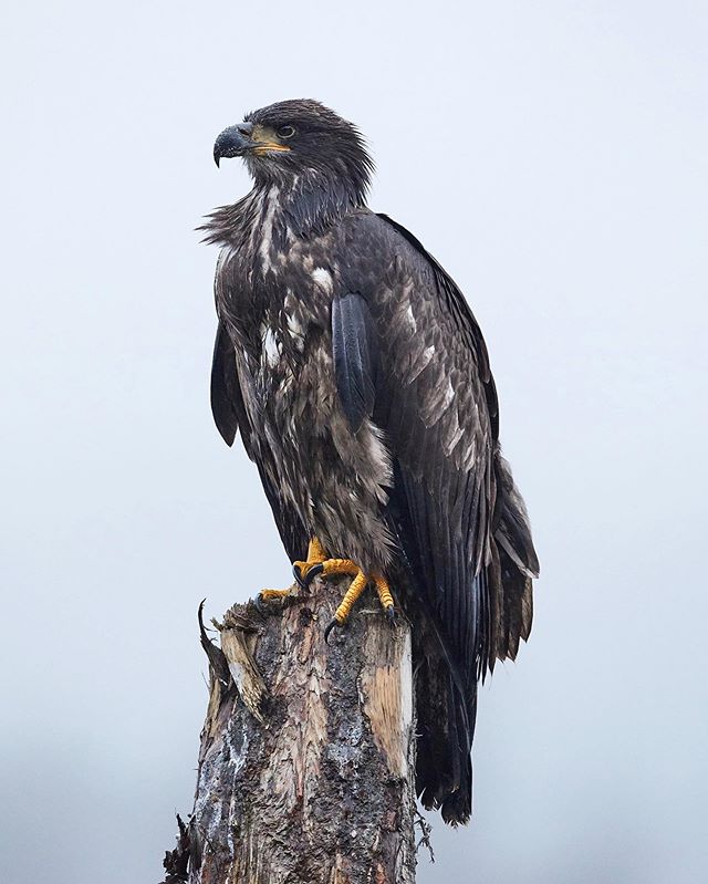 A soggy, pissed off juvenile bald eagle. Ok, well bald eagles always look pissed off. But it was raining and he just barely tolerated me taking his pic. .
.
.
.
#baldeagle #juvenilebaldeagle #wildlife #conservation