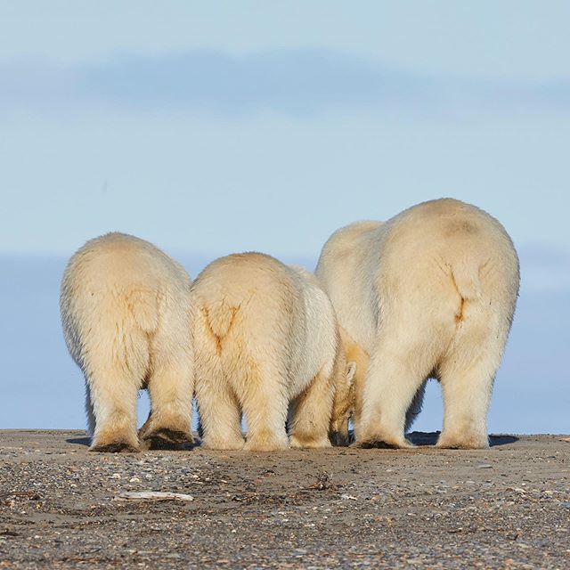 How cute are polar bear butts 😂😂 Bears are incredibly powerful animals that demand caution but they are also the cutest at the same time 😍 These guys were all hanging out on the shores of the Arctic Ocean waiting for the sea ice to freeze and meet