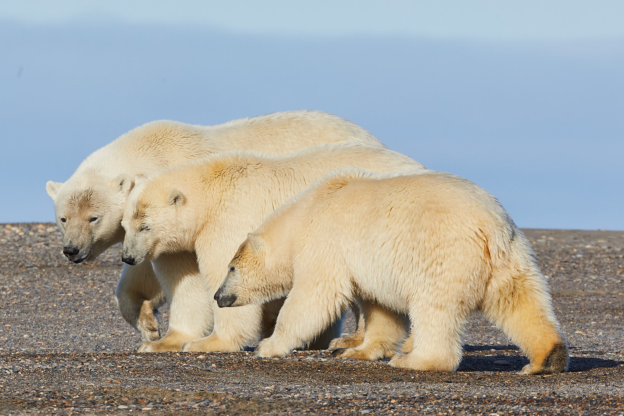 Alaska_Sept_2019_Polar Bears_118.jpg