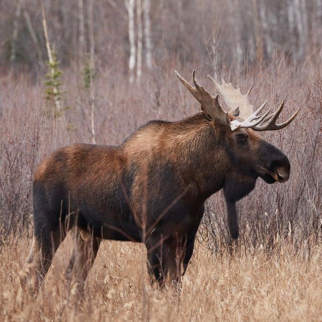 Bull moose are incredibly majestic animals. Their giant crown of antlers are fascinating. They shed and grow them every year. The size of them reflects their age and diet, the symmetry shows their health. The purpose of the antlers is to show dominan