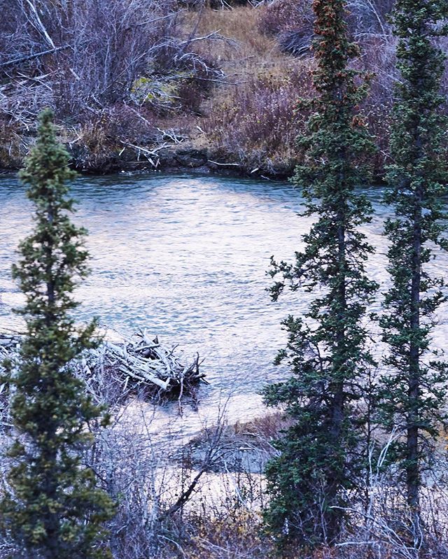 Untouched Yukon nature 💎💎 #priceless #conservation