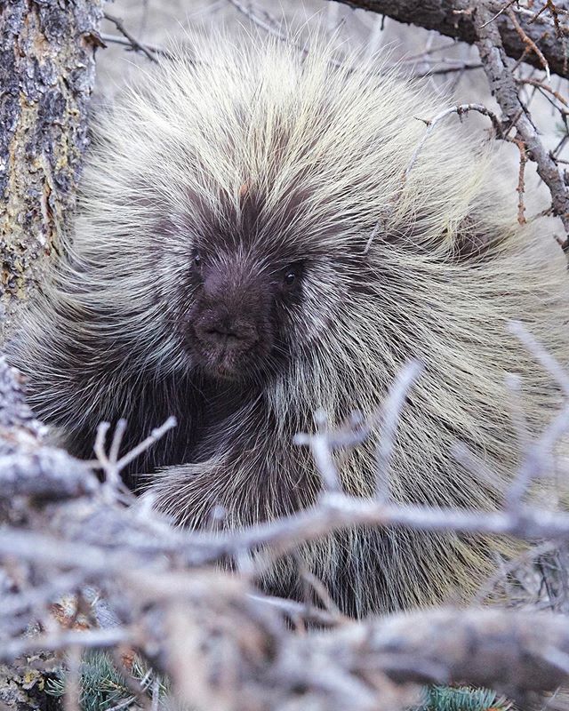 Ok, I&rsquo;m not going to claim this guy is all that stoked on me. But I just wanted to be friends, and I&rsquo;m not the one who climbed the 6 foot tree....
I came across quite a few porcupines in the Yukon. Clearly Plan A of porcupine defense is t