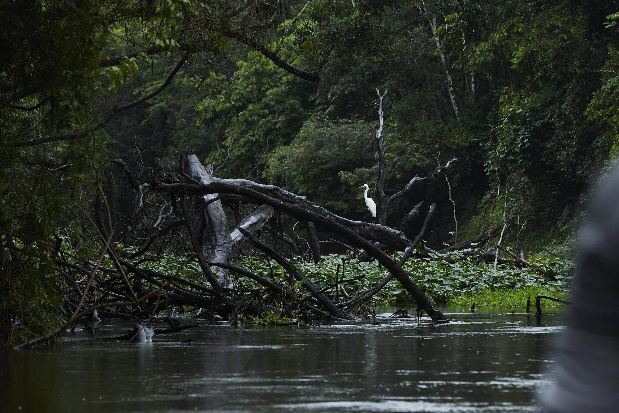 Peru_Amazon_Jan_2023_529 1.jpg