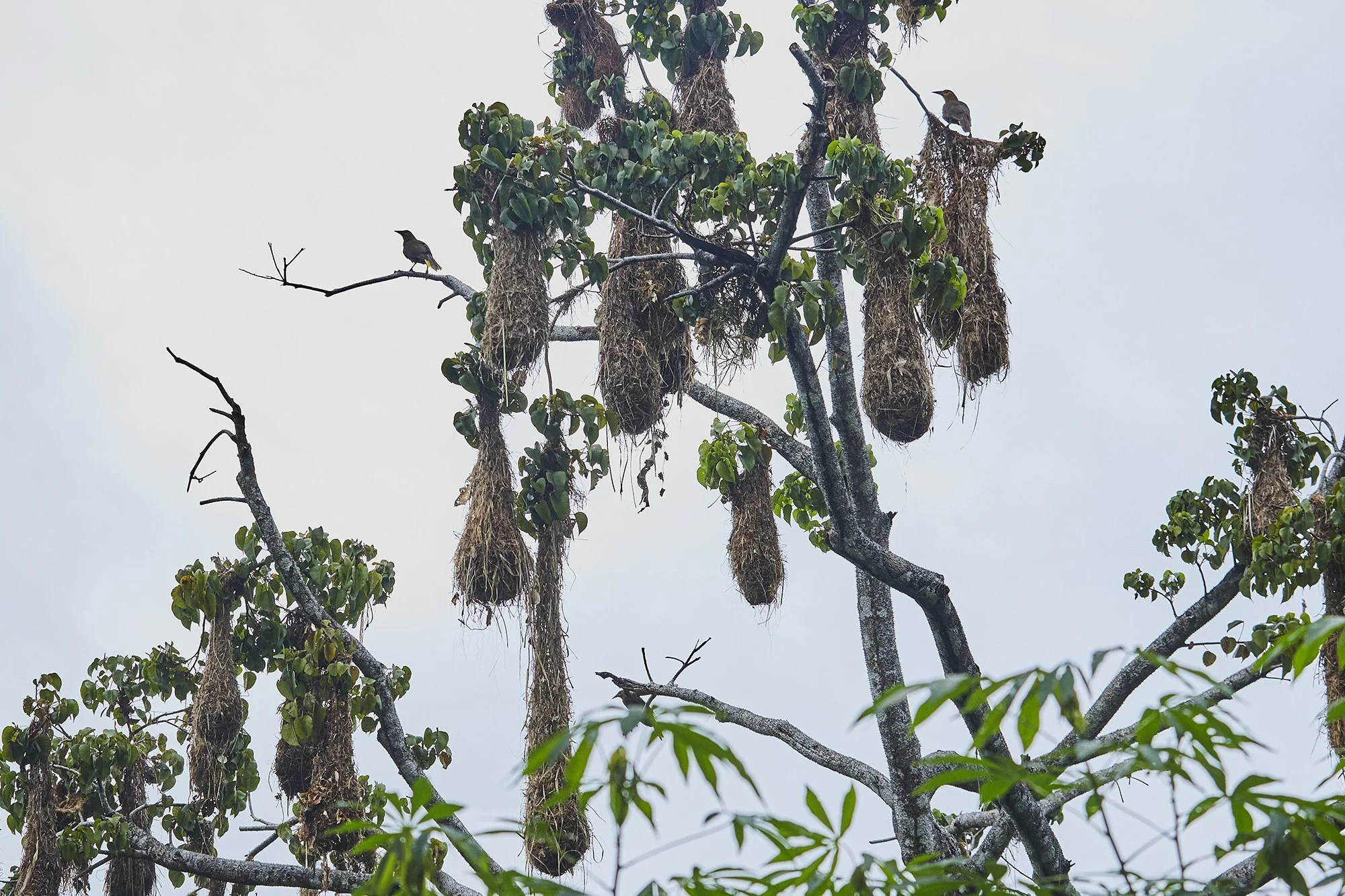 Peru_Amazon_Jan_2023_785 1.jpg