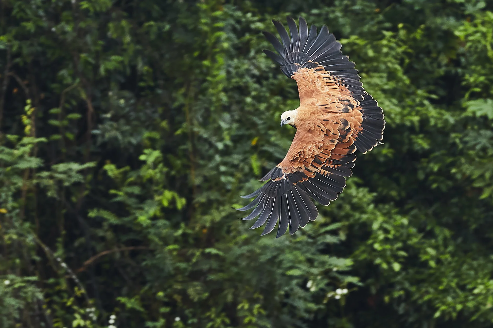 Peru_Amazon_Jan_2023_882.jpg