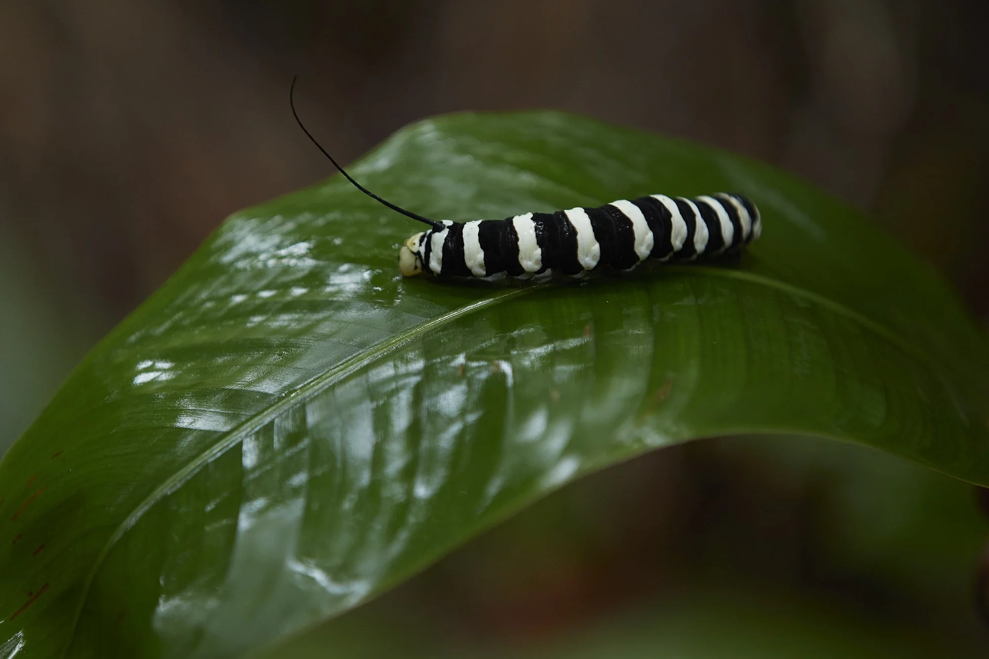 Peru_Amazon_Jan_2023_1019.jpg