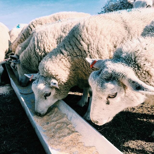 No fashion programme in Australia would be complete without exploring the country&rsquo;s wool industry &ndash; which has dominated Australia&rsquo;s economy, agriculture and reputation since the arrival of sheep with the First Fleet in 1788. 
Studen