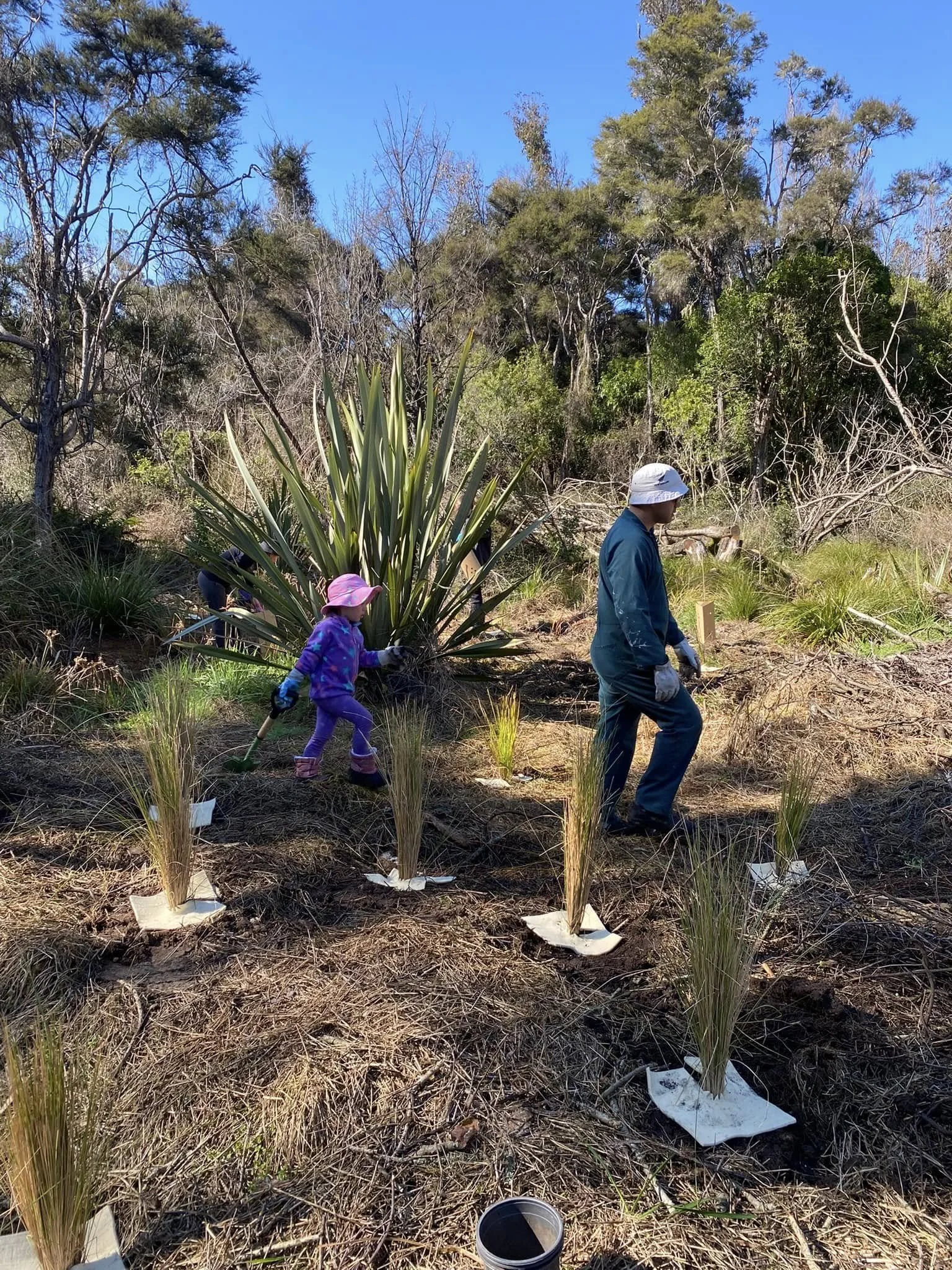 Planting at Hatepe 2.jpg