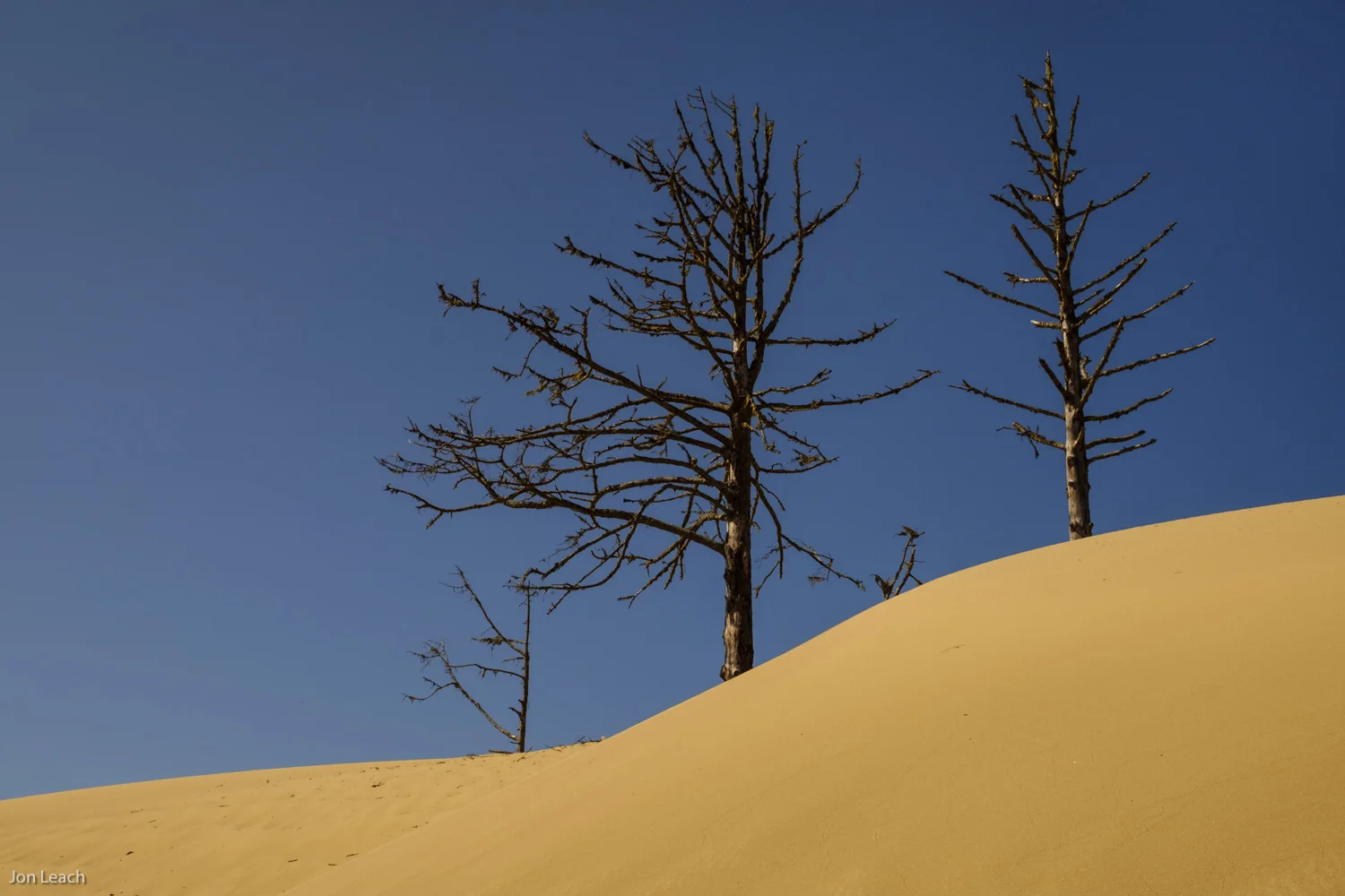 _DSF1230-1.jpg