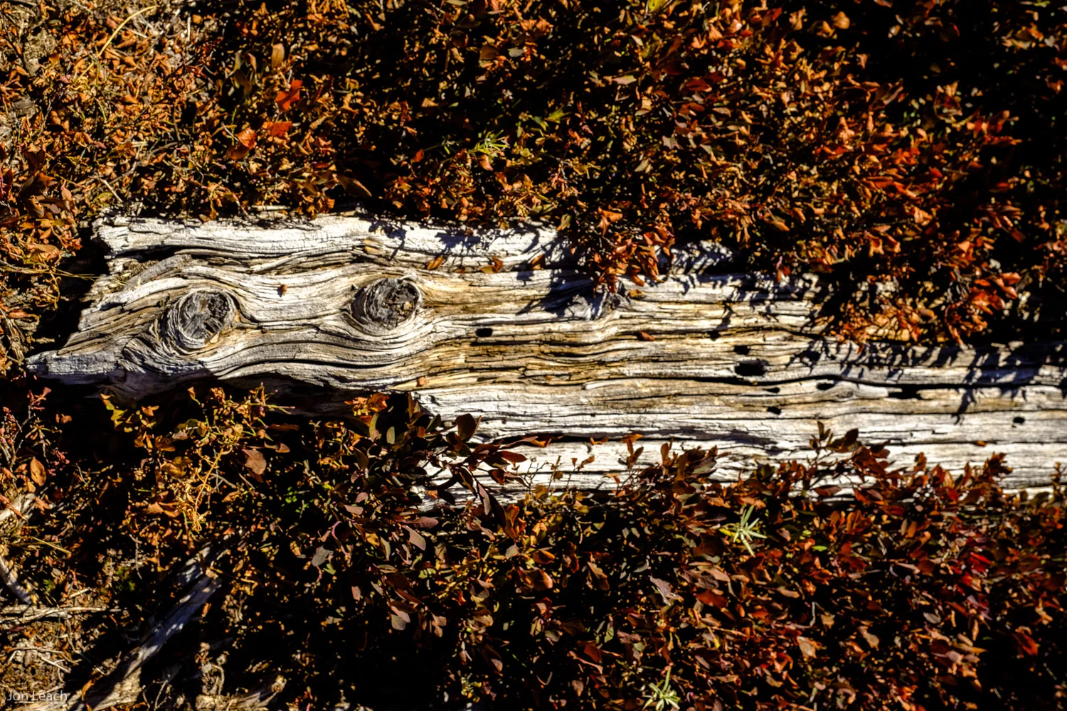 _DSF3860-1.jpg