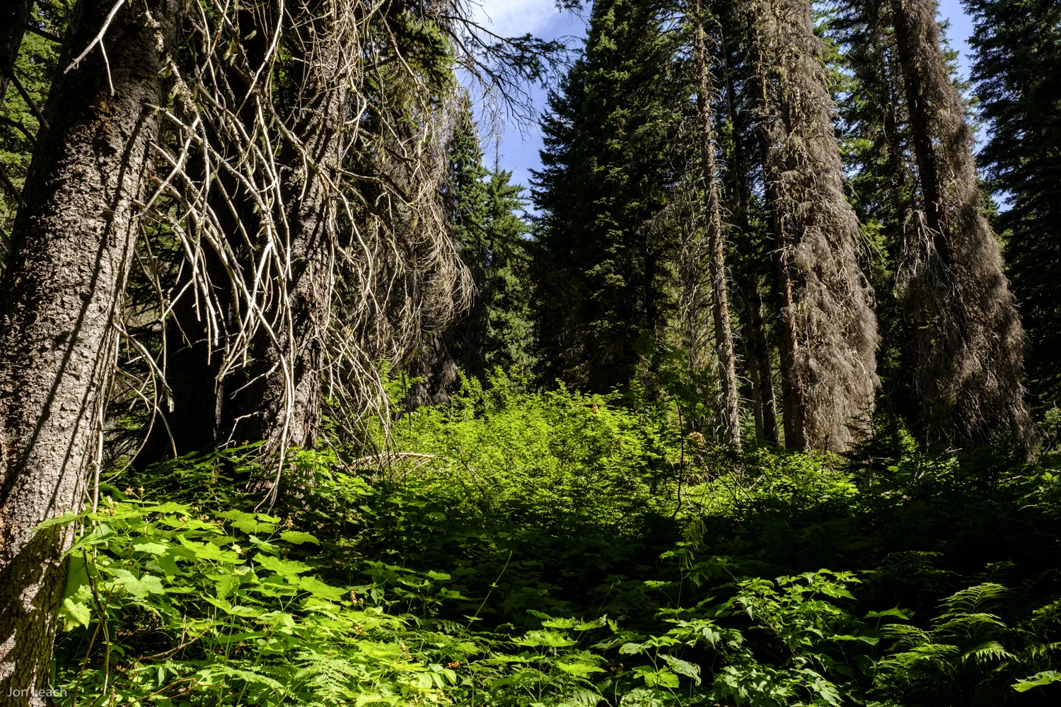 _DSF0080-1.jpg