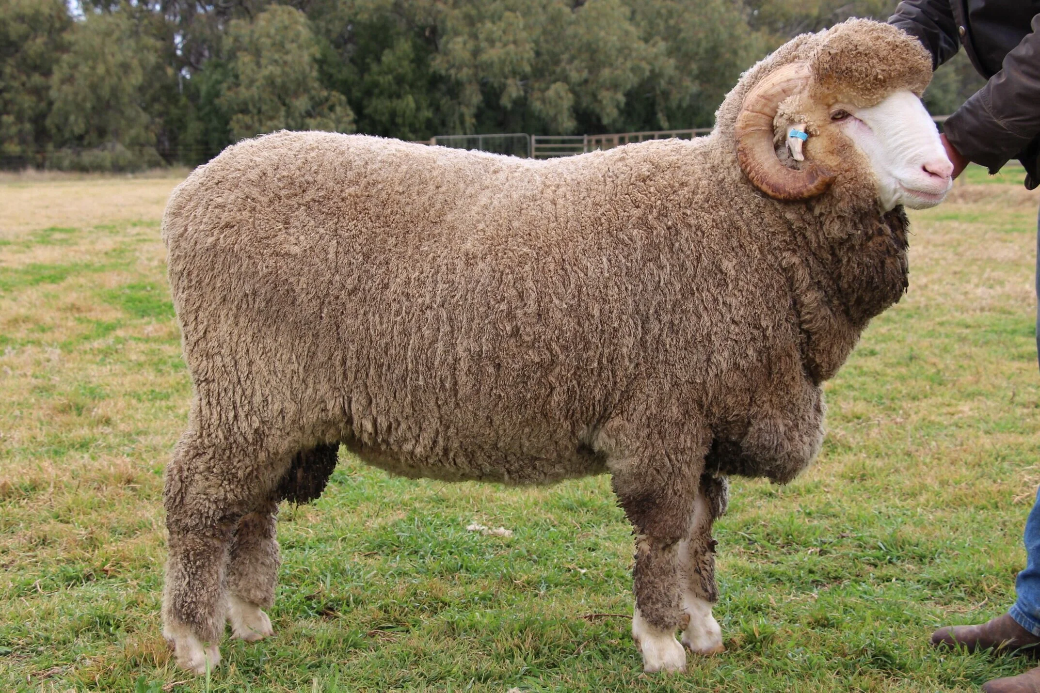 Merino Sires — HADDON RIG MERINO STUD
