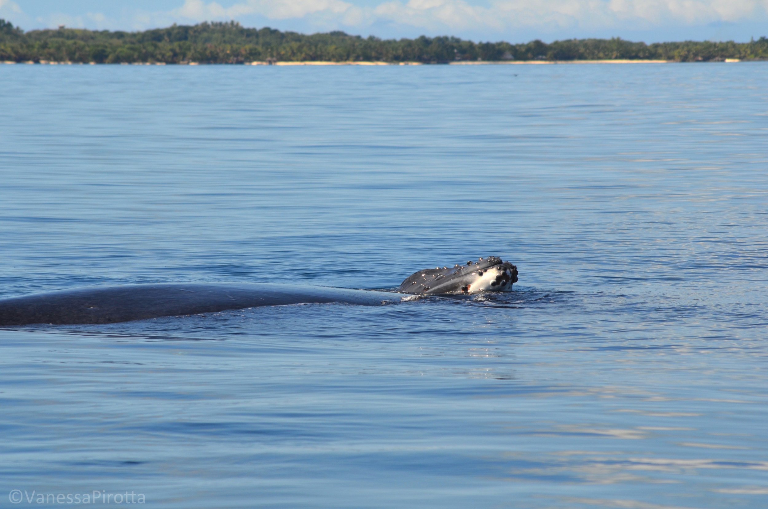 Humpback whale mother and calf, Madagascar.