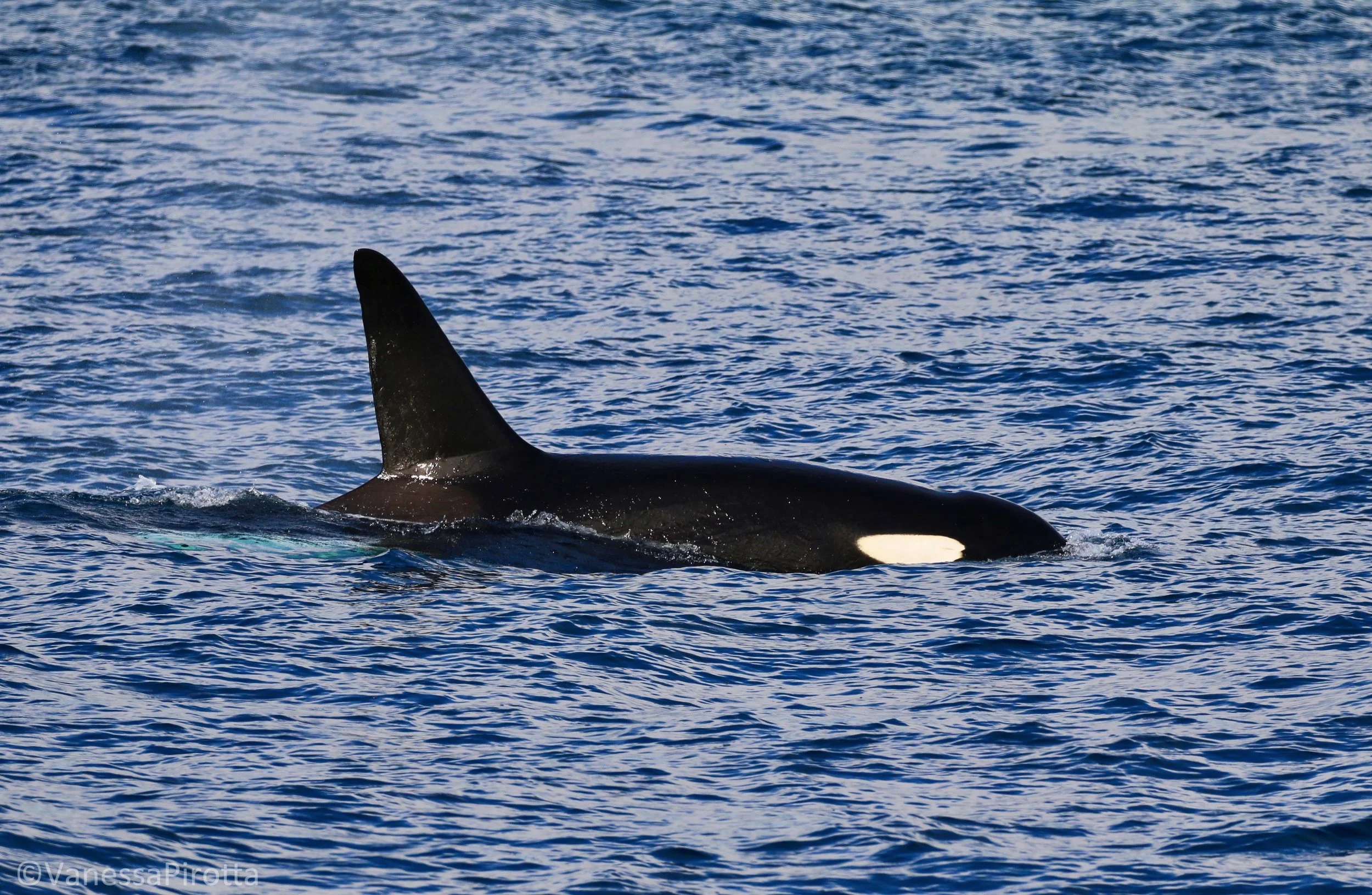 Killer whale, Galapagos Islands, Ecuador.