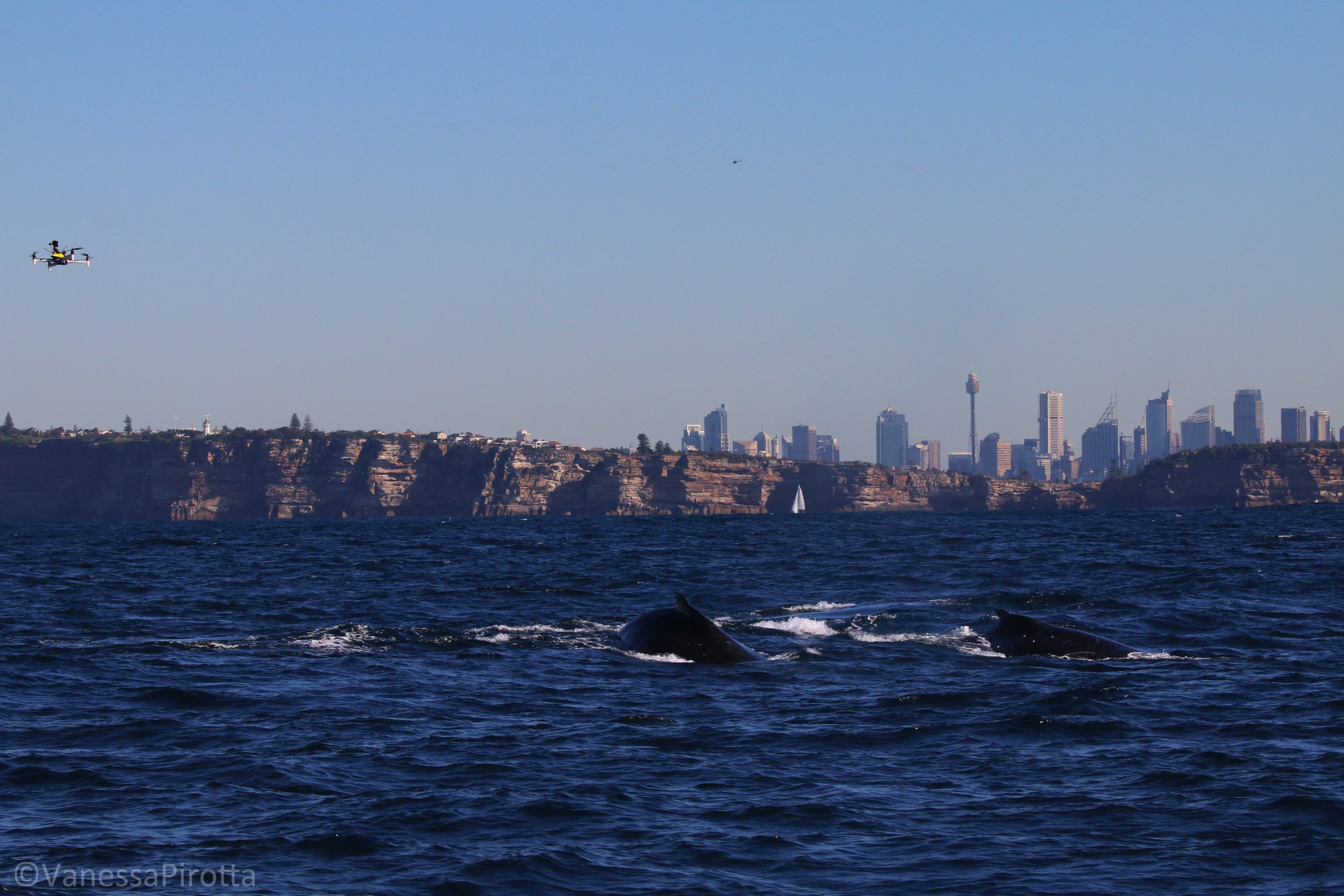 Whale snot research, Sydney, Australia.