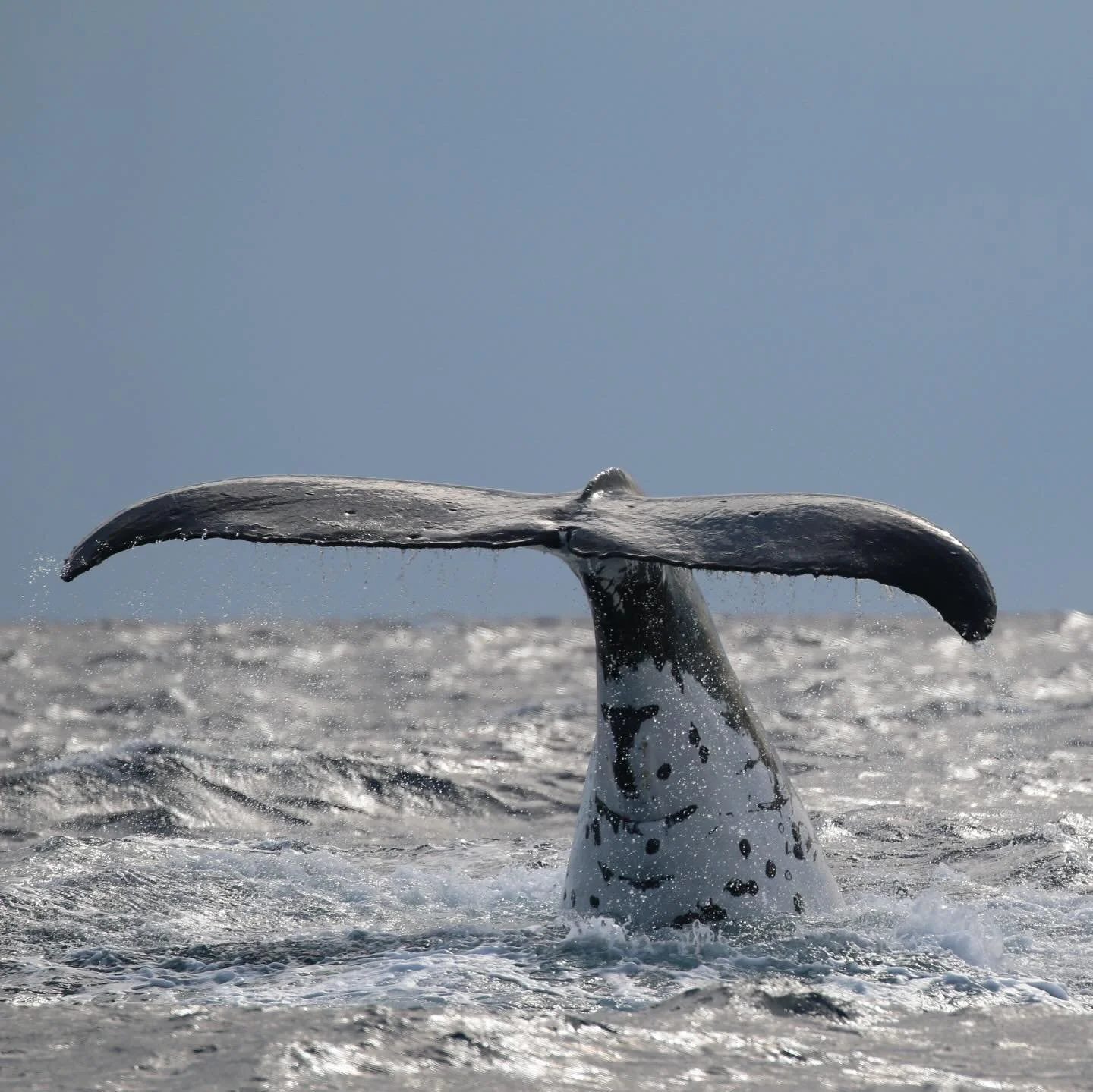 Whale bum, beyond the humpback highway today. Sometimes when we look beyond, we find amazing things. 

All part of SOMs - Sydney Offshore Megafauna surveys. 

More fun snaps to come. 

#offshore #environment #nature #whale #sydney #australia #fishing