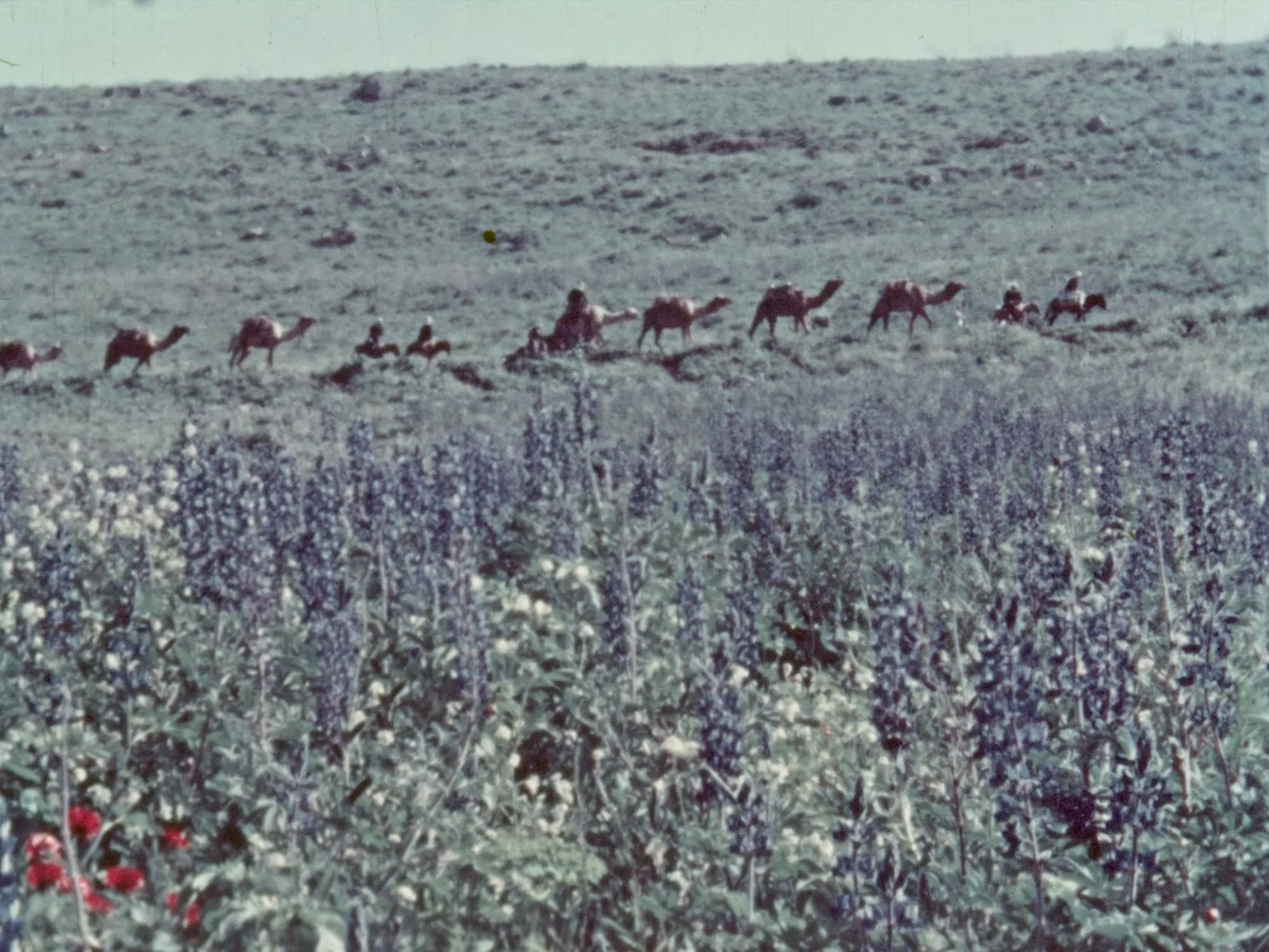 The Flowers Stand Silently, Witnessing (2024)