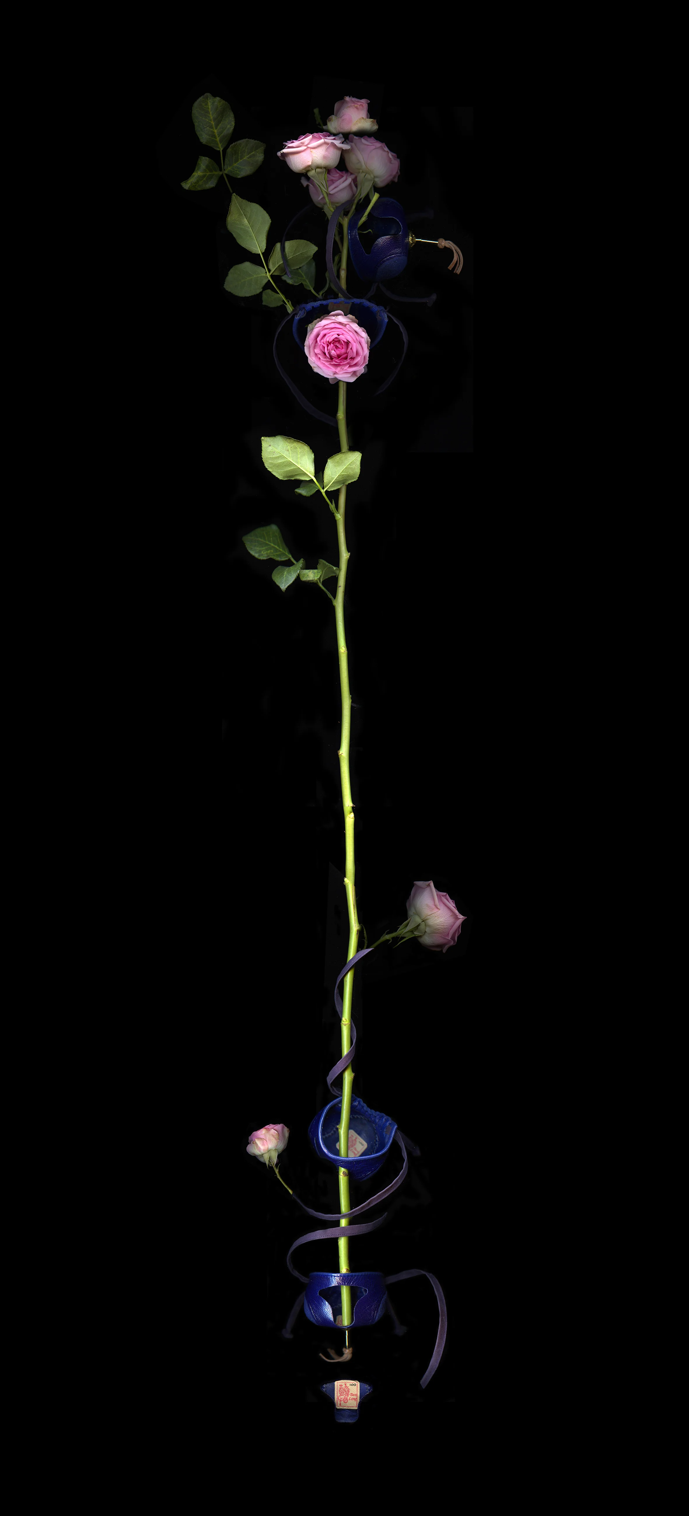 maitha-growth.jpg