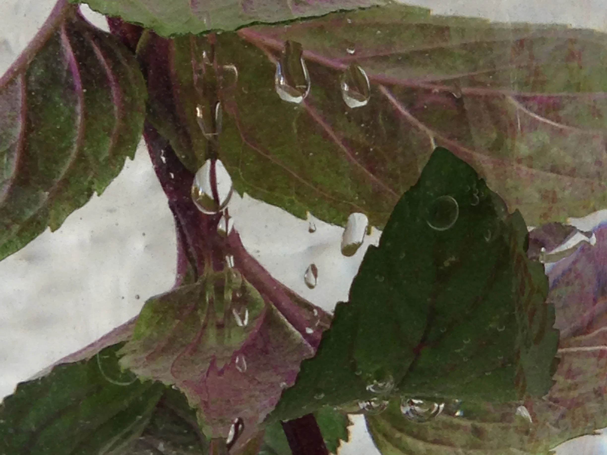 web.blatt_1000x750x60.IMG_1145.jpg