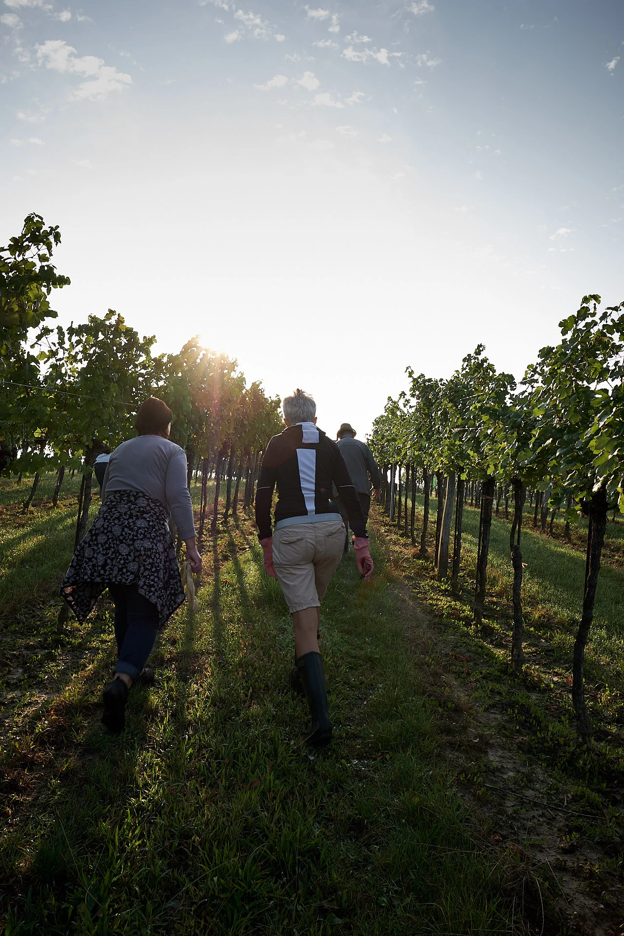 0596_Ottenthal-Weinlese_002.jpg