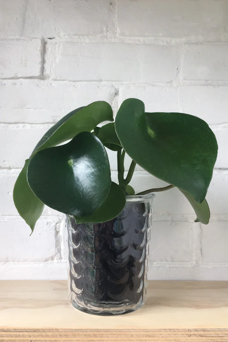 Patterned Glass Pot