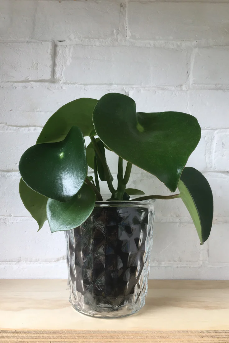 Patterned glass pots
