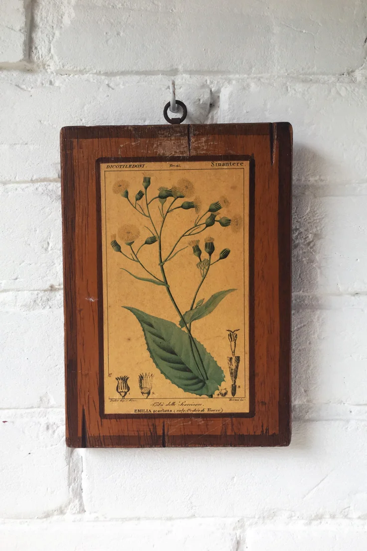 Vintage Italian botanical wall tiles