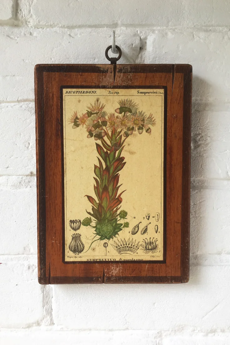 Vintage Italian botanical wall tiles