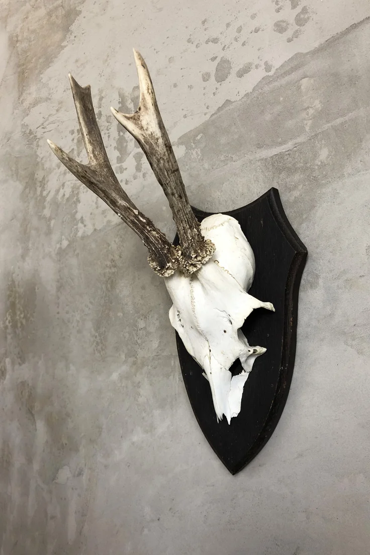 Vintage Roe Deer Skull and Antlers