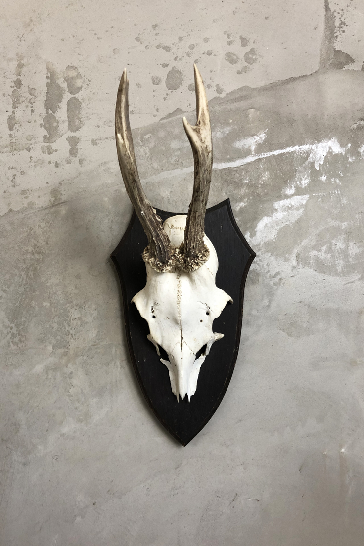 Vintage Roe Deer Skull and Antlers