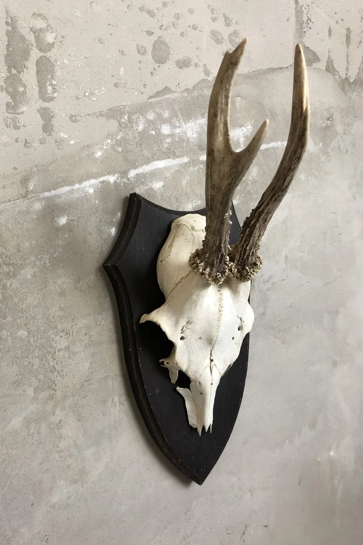 Vintage Roe Deer Skull and Antlers