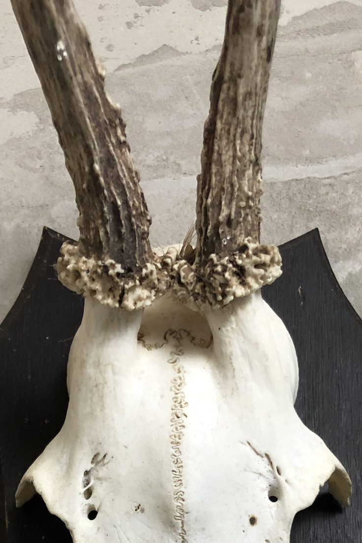 Vintage Roe Deer Skull and Antlers
