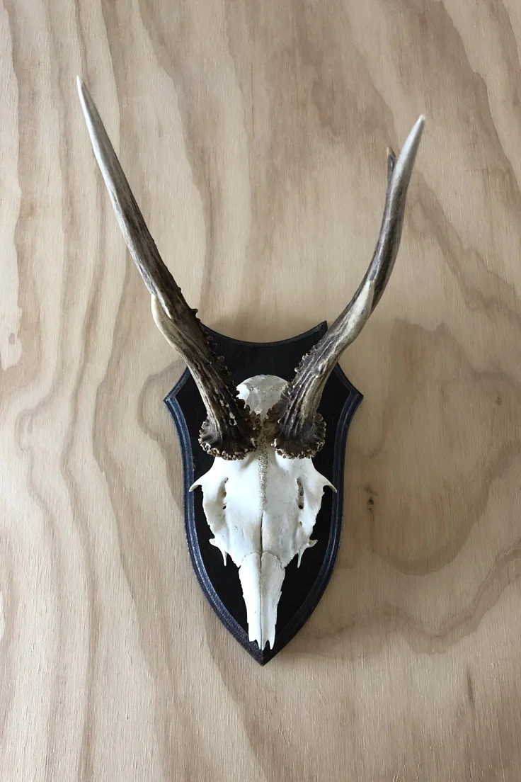 Vintage Roe Deer Skull and Antlers