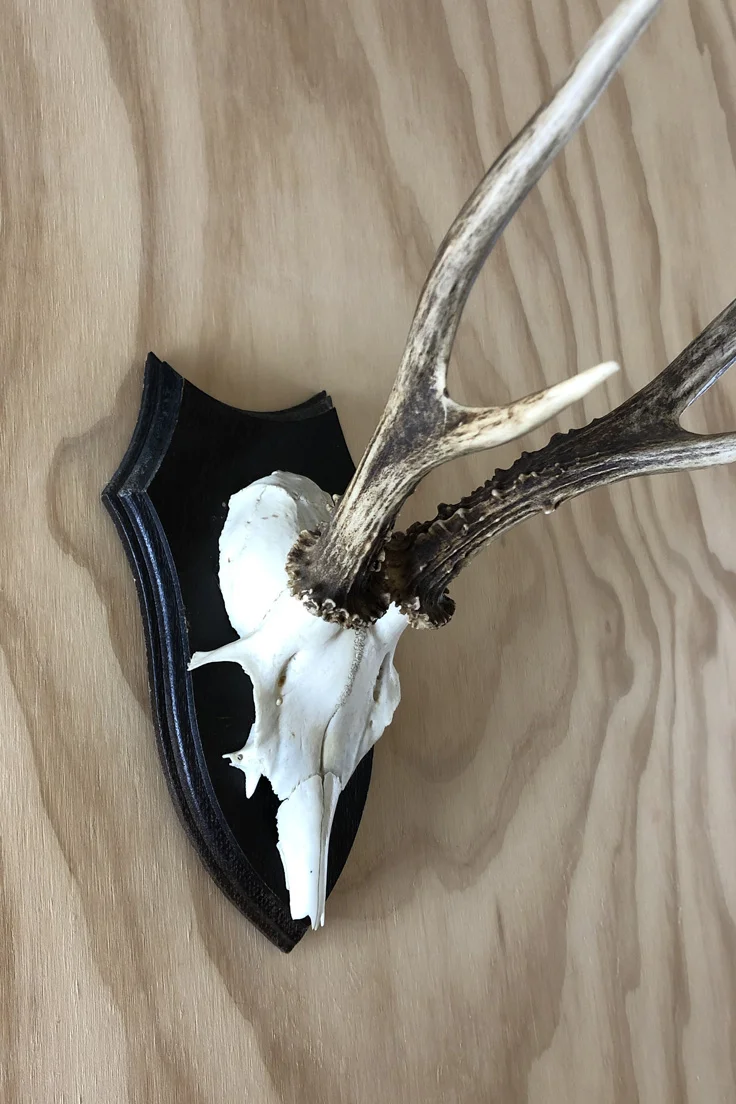 Vintage Roe Deer Skull and Antlers