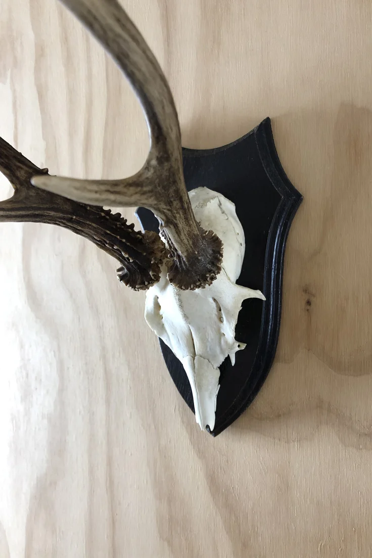 Vintage Roe Deer Skull and Antlers