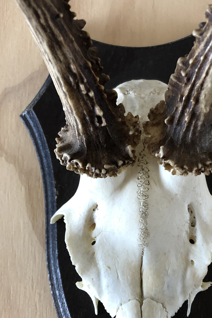 Vintage Roe Deer Skull and Antlers