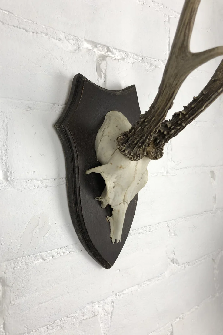 Vintage Roe Deer Skull and Antlers