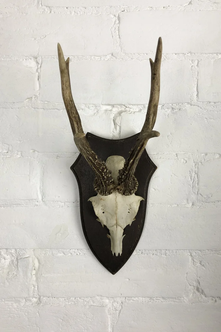 Vintage Roe Deer Skull and Antlers