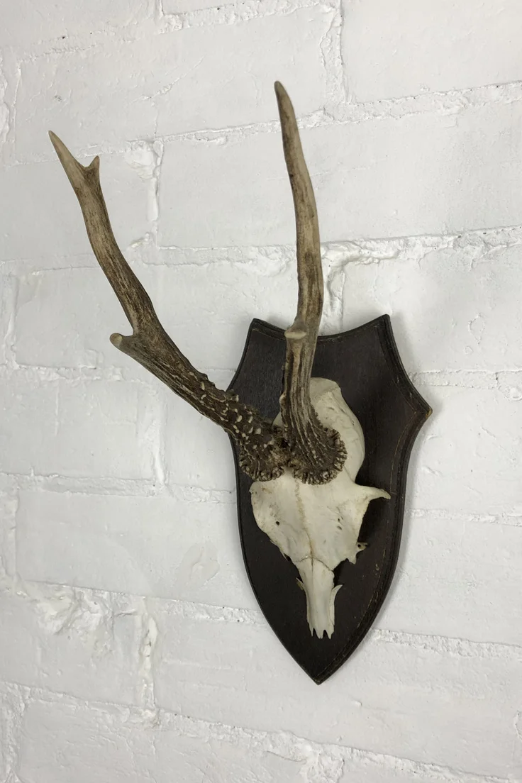 Vintage Roe Deer Skull and Antlers