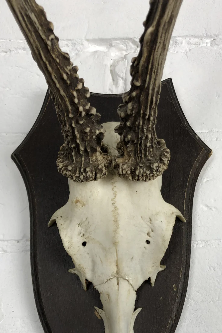 Vintage Roe Deer Skull and Antlers