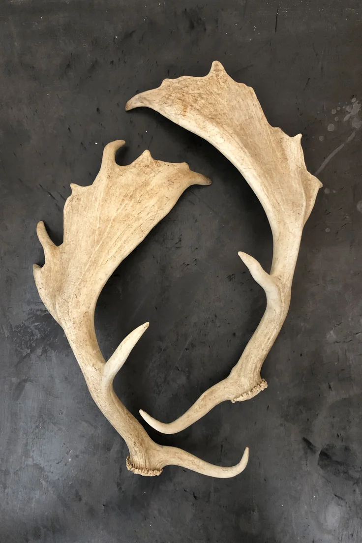 Fallow deer Antlers