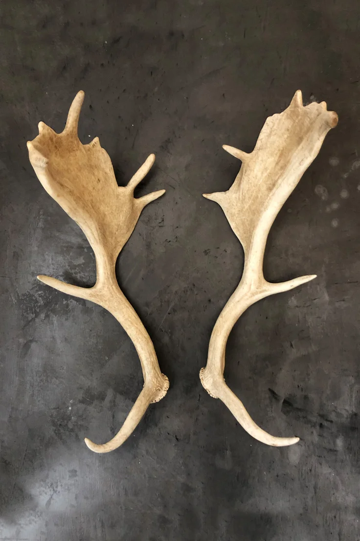 Fallow deer Antlers